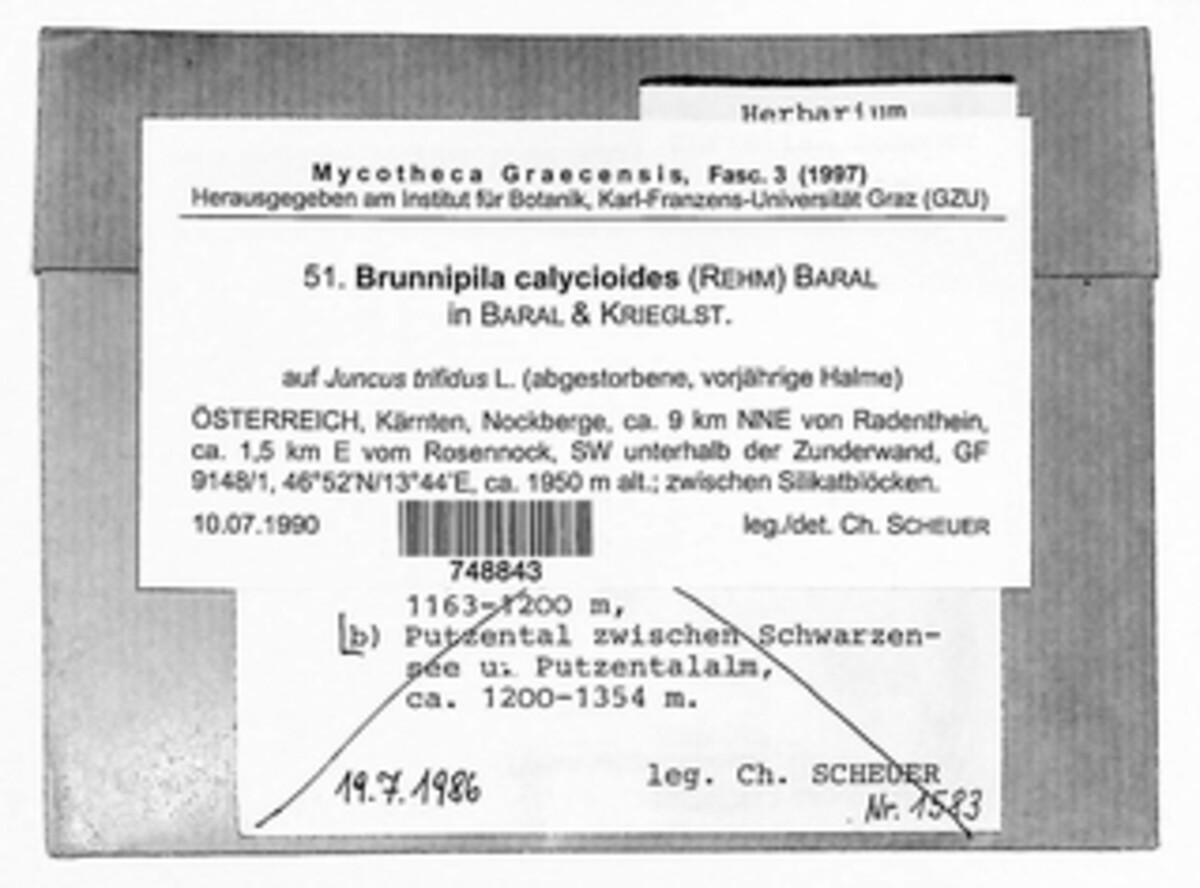 Brunnipila calycioides image
